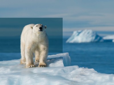 En isbjørn retter blikket mod kameraet. 