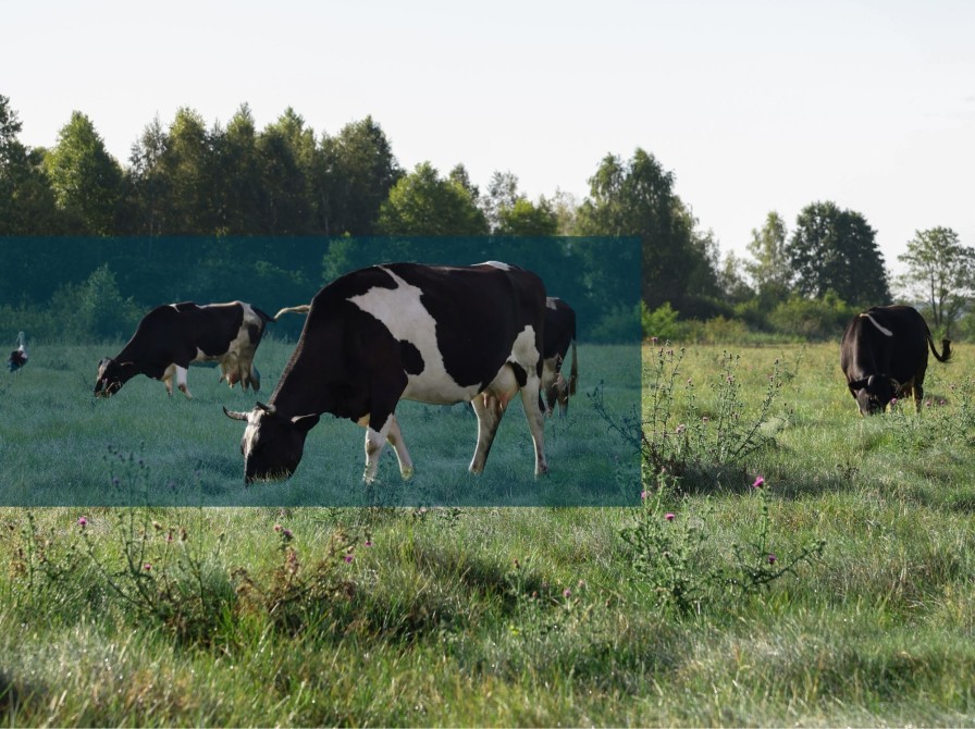 Sort-hvide køer græsser på en åben, grøn mark med træer i baggrunden.